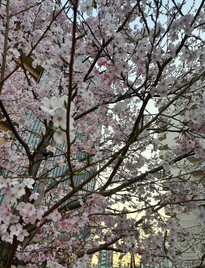 みなさん、お花見はされましたか❓🌸