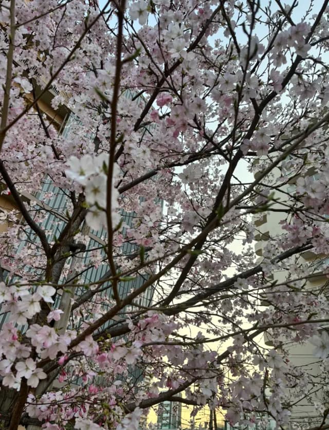 みなさん、お花見はされましたか❓🌸